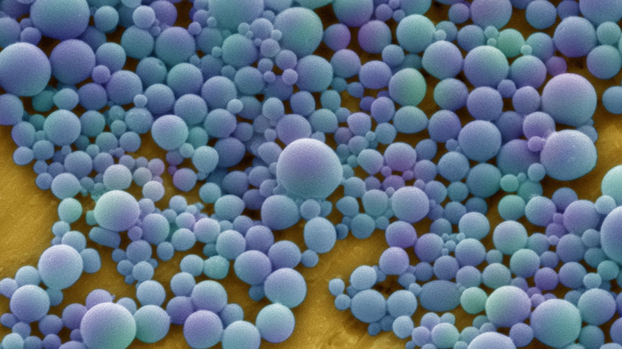 REM-Aufnahme von Nanokügelchen